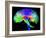 Brain Pathways-Tom-Framed Photographic Print