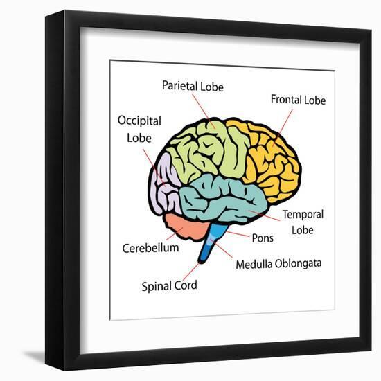Brain Sections-nn555-Framed Art Print