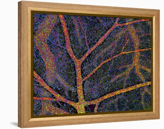 Brain Tissue Blood Supply-Thomas Deerinck-Framed Premier Image Canvas