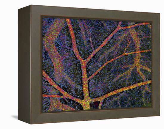 Brain Tissue Blood Supply-Thomas Deerinck-Framed Premier Image Canvas