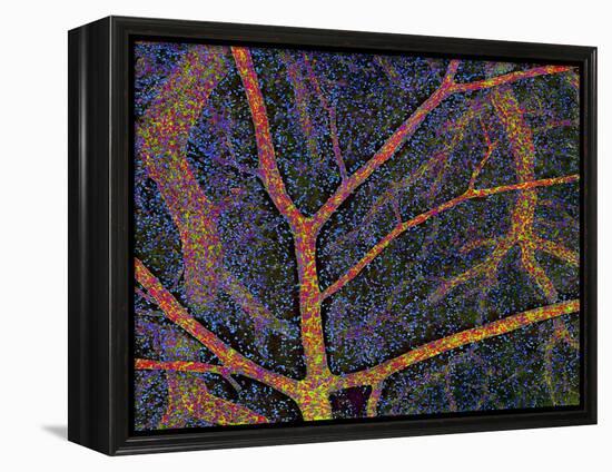 Brain Tissue Blood Supply-Thomas Deerinck-Framed Premier Image Canvas