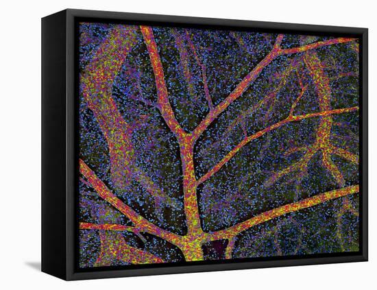 Brain Tissue Blood Supply-Thomas Deerinck-Framed Premier Image Canvas