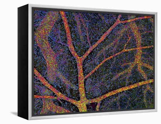 Brain Tissue Blood Supply-Thomas Deerinck-Framed Premier Image Canvas