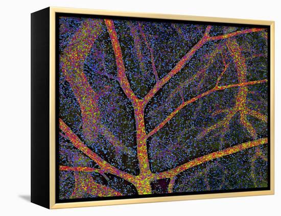 Brain Tissue Blood Supply-Thomas Deerinck-Framed Premier Image Canvas