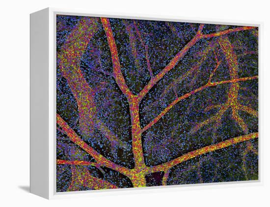 Brain Tissue Blood Supply-Thomas Deerinck-Framed Premier Image Canvas