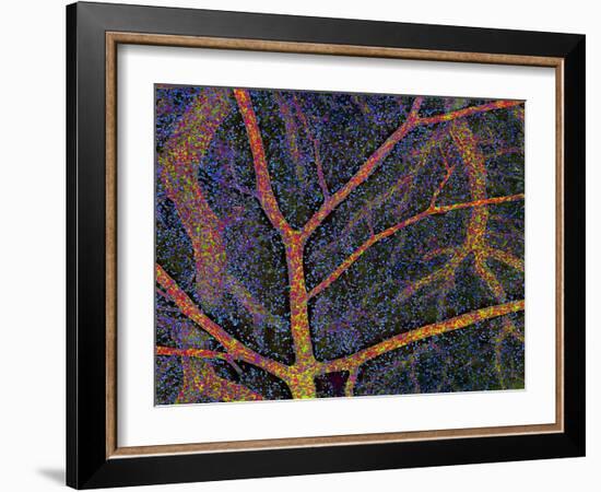 Brain Tissue Blood Supply-Thomas Deerinck-Framed Photographic Print