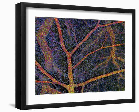 Brain Tissue Blood Supply-Thomas Deerinck-Framed Photographic Print