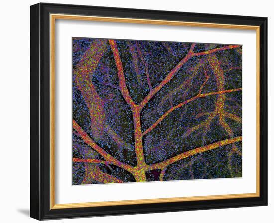 Brain Tissue Blood Supply-Thomas Deerinck-Framed Photographic Print