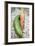 Braising Cucumber and Fresh Carrot-Foodcollection-Framed Photographic Print