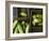 Braising Cucumbers in Wooden Boxes-Jan-peter Westermann-Framed Photographic Print