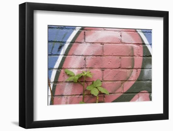 Bramble (Rubus Plicatus) Growing Up Wall Covered in Graffiti, Bristol, UK-Michael Hutchinson-Framed Photographic Print