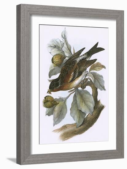 Brambling-English-Framed Giclee Print