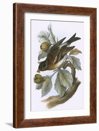 Brambling-English-Framed Giclee Print