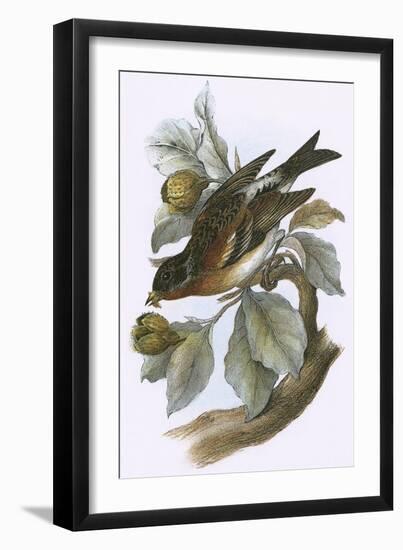 Brambling-English-Framed Giclee Print