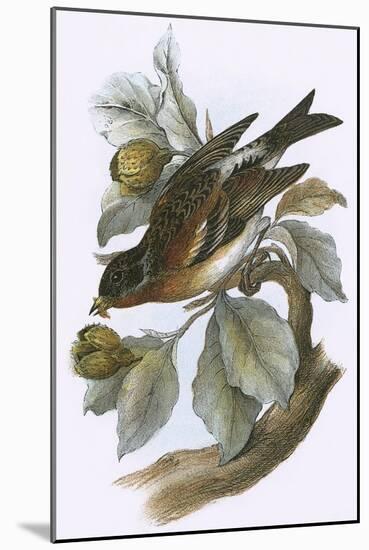 Brambling-English-Mounted Giclee Print