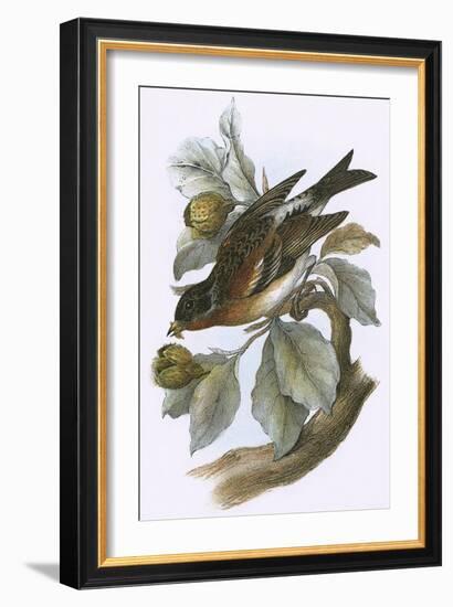 Brambling-English-Framed Giclee Print