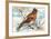 Brambling-null-Framed Giclee Print