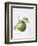 Bramley Apple, 1995-Margaret Ann Eden-Framed Giclee Print