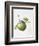 Bramley Apple, 1995-Margaret Ann Eden-Framed Giclee Print