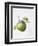 Bramley Apple, 1995-Margaret Ann Eden-Framed Giclee Print