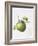 Bramley Apple, 1995-Margaret Ann Eden-Framed Giclee Print