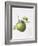 Bramley Apple, 1995-Margaret Ann Eden-Framed Giclee Print