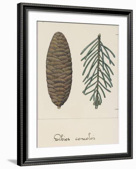 Branch and Pine Cone of White Fir (Abies Concolour), Pineceae-null-Framed Giclee Print