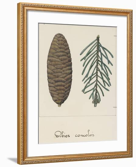 Branch and Pine Cone of White Fir (Abies Concolour), Pineceae-null-Framed Giclee Print