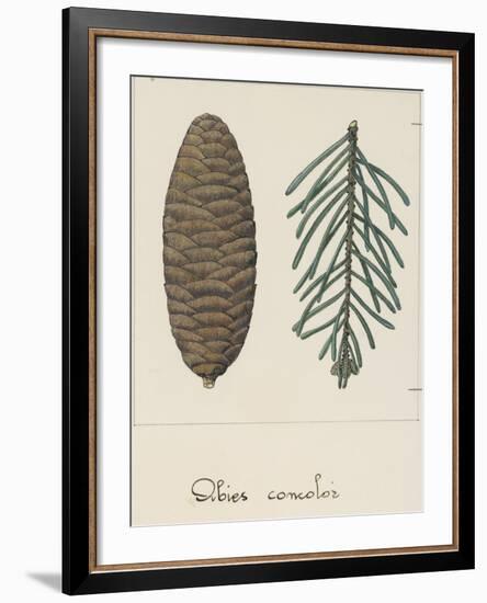 Branch and Pine Cone of White Fir (Abies Concolour), Pineceae-null-Framed Giclee Print