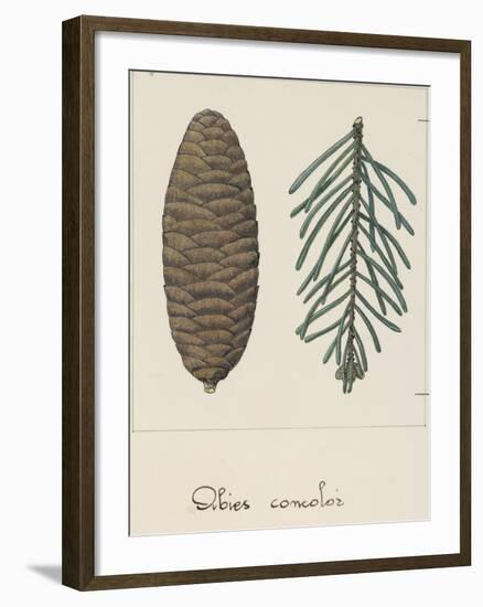 Branch and Pine Cone of White Fir (Abies Concolour), Pineceae-null-Framed Giclee Print