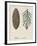 Branch and Pine Cone of White Fir (Abies Concolour), Pineceae-null-Framed Giclee Print