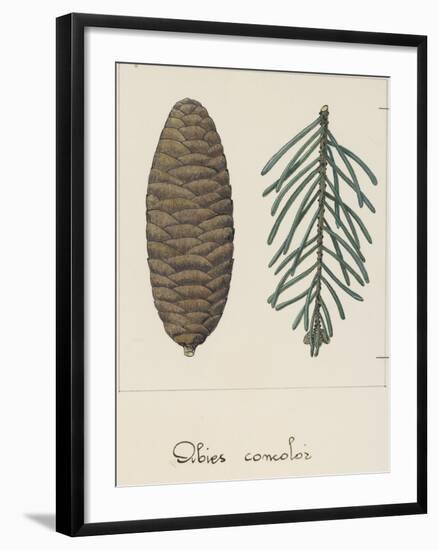 Branch and Pine Cone of White Fir (Abies Concolour), Pineceae-null-Framed Giclee Print