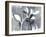 Branch Contours IX-Jennifer Goldberger-Framed Art Print