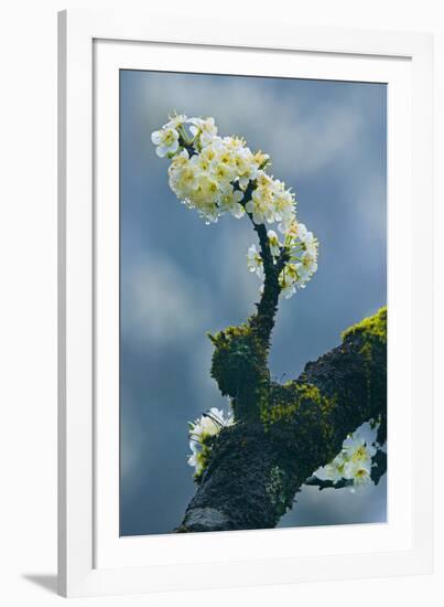 Branch In Bloom-Nhiem Hoang The-Framed Giclee Print