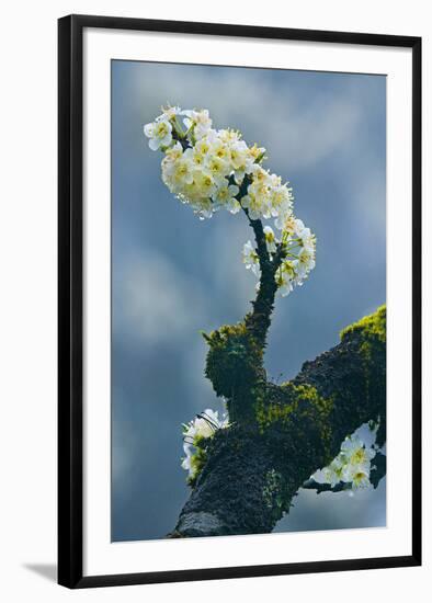 Branch In Bloom-Nhiem Hoang The-Framed Giclee Print