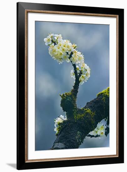 Branch In Bloom-Nhiem Hoang The-Framed Giclee Print