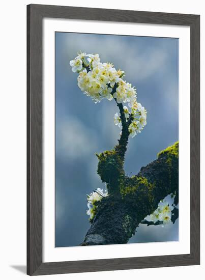 Branch In Bloom-Nhiem Hoang The-Framed Giclee Print