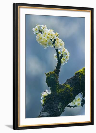 Branch In Bloom-Nhiem Hoang The-Framed Giclee Print