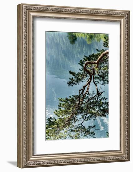 Branch in Lake Eibsee-By-Framed Photographic Print