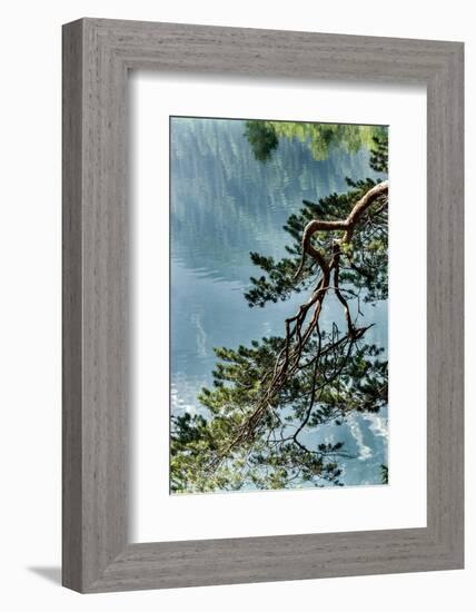 Branch in Lake Eibsee-By-Framed Photographic Print