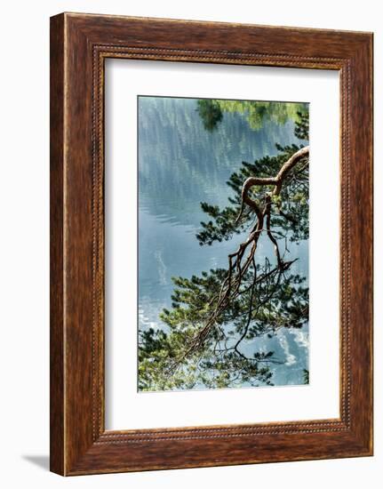 Branch in Lake Eibsee-By-Framed Photographic Print