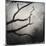 Branch in Water-Craig Roberts-Mounted Photographic Print