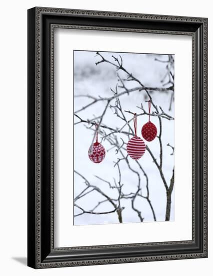 Branch in Winter with Christmas Bulbs, Cord Sample-Andrea Haase-Framed Photographic Print