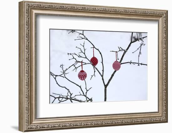 Branch in Winter with Christmas Bulbs, Cord Sample-Andrea Haase-Framed Photographic Print