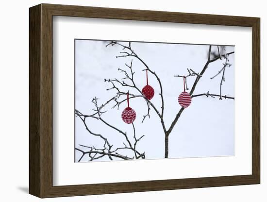 Branch in Winter with Christmas Bulbs, Cord Sample-Andrea Haase-Framed Photographic Print