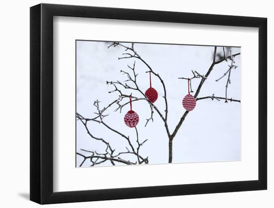 Branch in Winter with Christmas Bulbs, Cord Sample-Andrea Haase-Framed Photographic Print