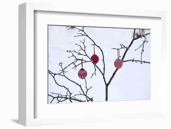 Branch in Winter with Christmas Bulbs, Cord Sample-Andrea Haase-Framed Photographic Print