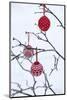 Branch in Winter with Christmas Bulbs, Cord Sample-Andrea Haase-Mounted Photographic Print