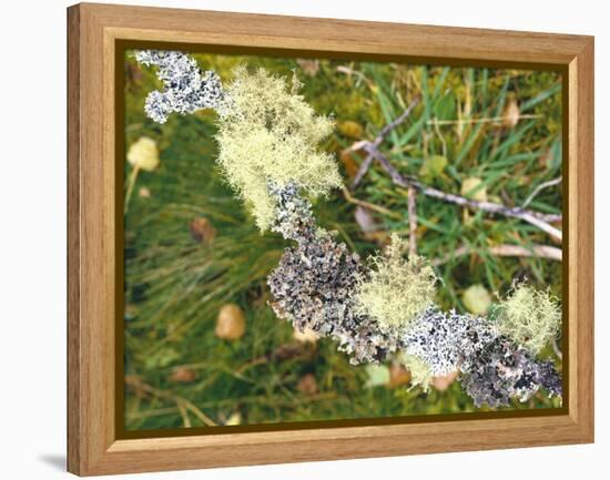 Branch, Lichens, Close-Up-Thonig-Framed Premier Image Canvas