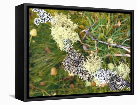 Branch, Lichens, Close-Up-Thonig-Framed Premier Image Canvas